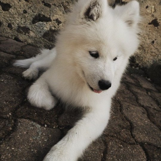 Pearl Femelle Samoyede